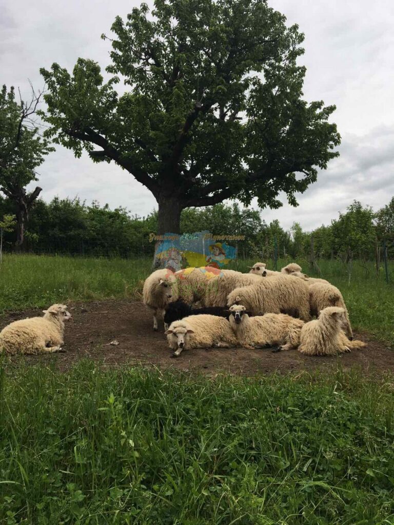 Котедж Під Очеретом Косино