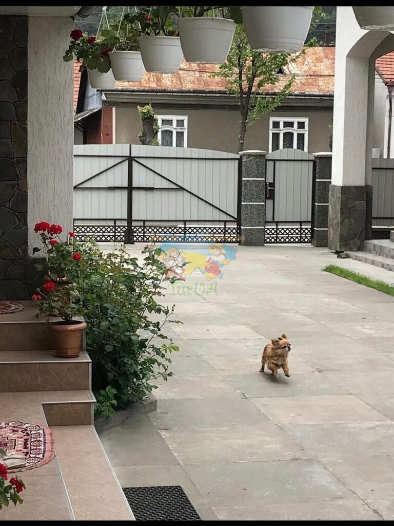 Приватний будинок в Солотвино Marina