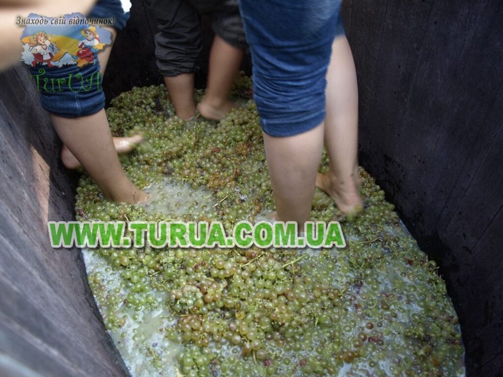 Винний підвал сімї Шош Берегово