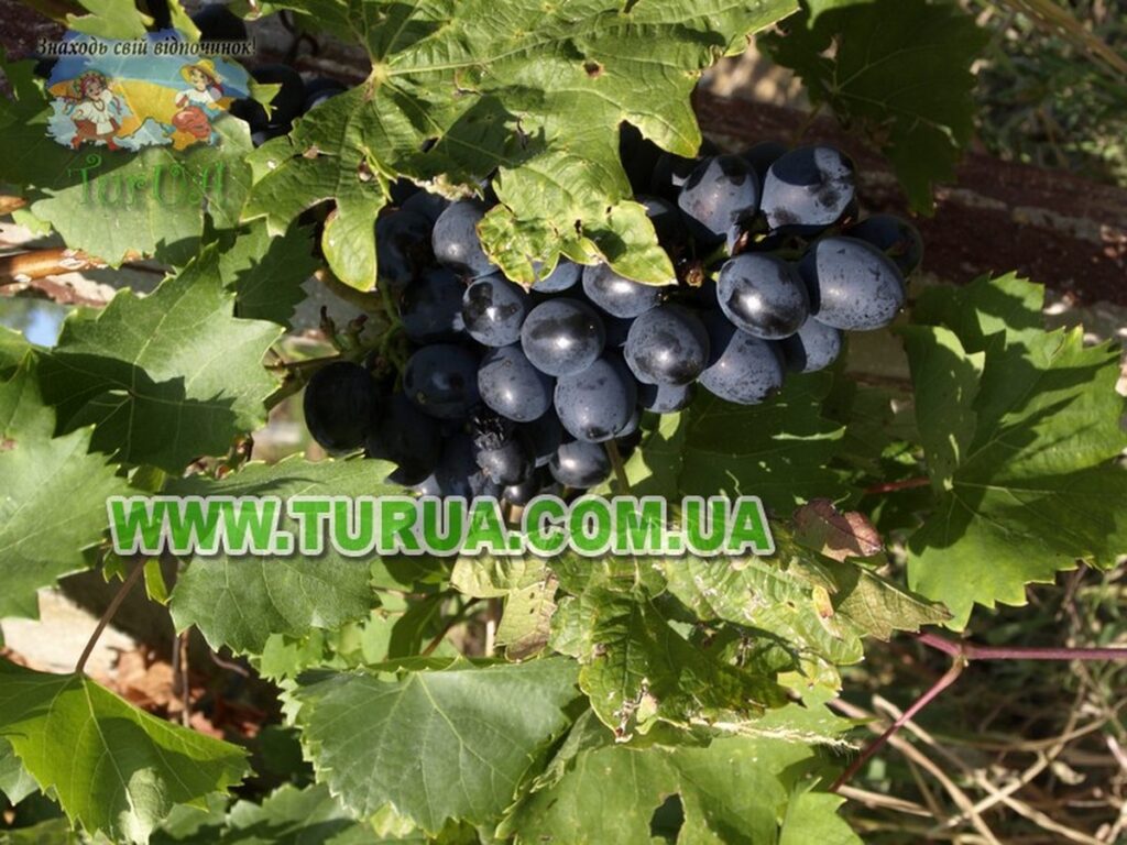 Винний підвал сімї Шош Берегово