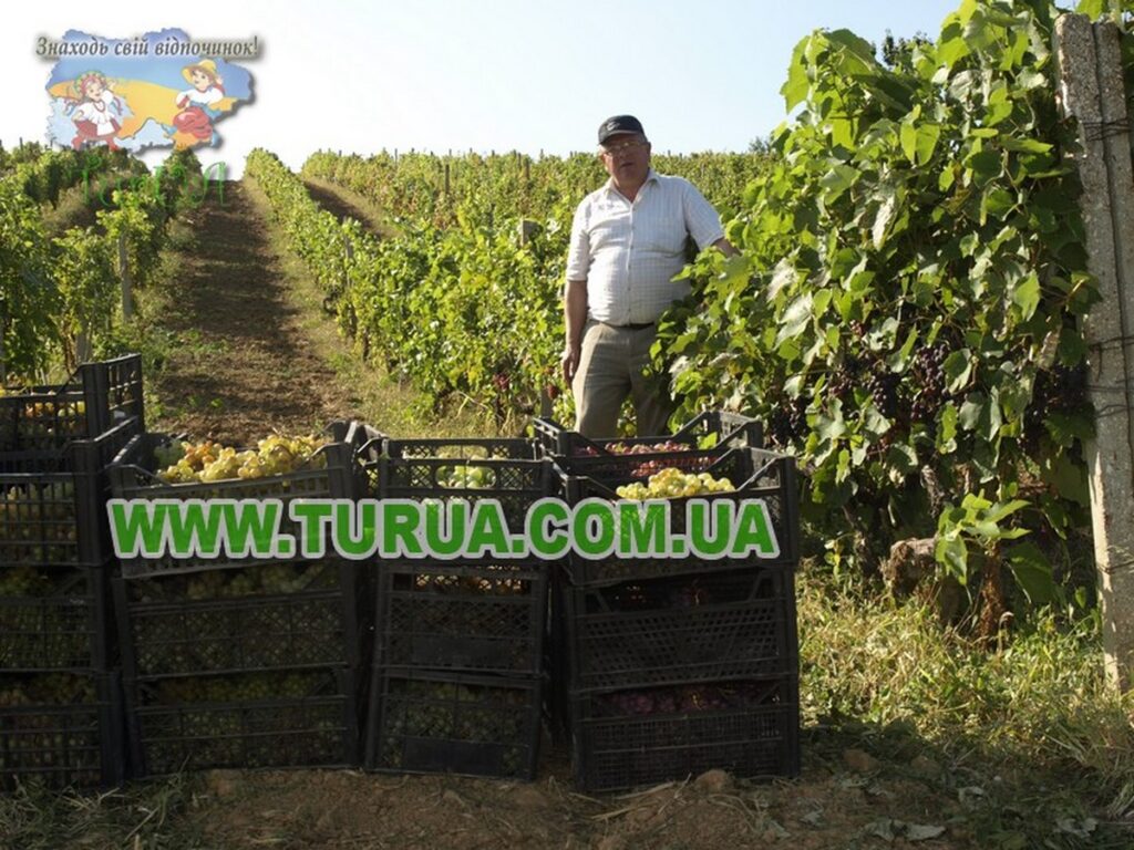 Винний підвал сімї Шош Берегово